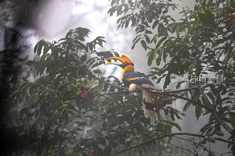 犀鸟:成年雌性大犀鸟(Buceros bicornis)，也被称为凹盔犀鸟，大印度犀鸟或大斑犀鸟。